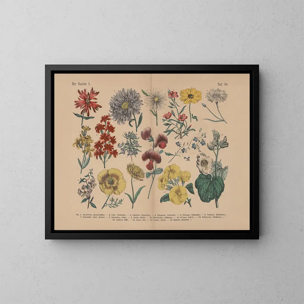 Manuel de botanique pratique en mots et en images Pl56 - Carl Hoffmann — kehystetty taideteos seinällä