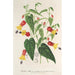 Maalauksen jäljennös Abutilon vexillarium - Charles Antoine Lemaire