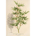 Acer palmatum crispum - Charles Antoine Lemaire — näkymä teoksesta