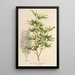 Acer palmatum crispum - Charles Antoine Lemaire — kehystetty taideteos seinällä