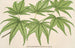 Acer palmatum reticulatum - Charles Antoine Lemaire — näkymä teoksesta
