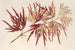 Acer polymorphum palmatum - Charles Antoine Lemaire — näkymä teoksesta