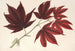 Acer polymorphum palmatum sanguineum - Charles Antoine Lemaire — näkymä teoksesta