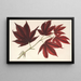 Acer polymorphum palmatum sanguineum - Charles Antoine Lemaire — kehystetty taideteos seinällä