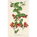 Aeschynanthus tricolor - Charles Antoine Lemaire — näkymä teoksesta