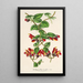 Aeschynanthus tricolor - Charles Antoine Lemaire — kehystetty taideteos seinällä