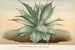 Agave Verschaffelti - Charles Antoine Lemaire — näkymä teoksesta
