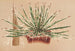 Agave schidigera - Charles Antoine Lemaire — näkymä teoksesta
