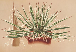 Charles Antoine Lemaire - Agave schidigera.webp