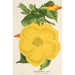 Allamanda nobilis - Charles Antoine Lemaire — näkymä teoksesta