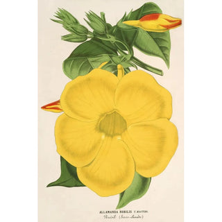 Charles Antoine Lemaire - Allamanda nobilis.webp