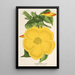 Allamanda nobilis - Charles Antoine Lemaire — kehystetty taideteos seinällä