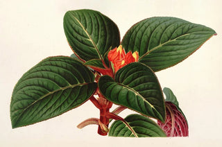 Charles Antoine Lemaire - Alloplectus Zamorensis.webp