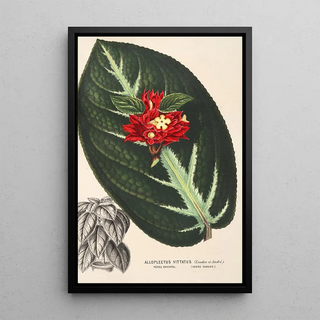 Charles Antoine Lemaire - Alloplectus vittatus.webp