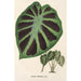 Alocasia Jenningsii - Charles Antoine Lemaire — näkymä teoksesta
