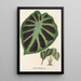 Alocasia Jenningsii - Charles Antoine Lemaire — kehystetty taideteos seinällä