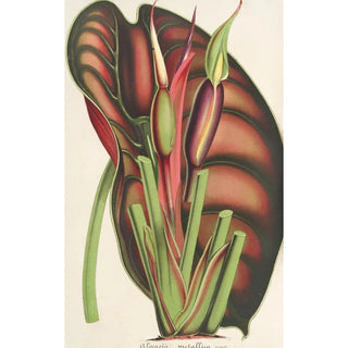 Charles Antoine Lemaire - Alocasia metallica.webp