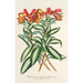 Alstroemeria argentovittata - Charles Antoine Lemaire — näkymä teoksesta