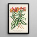 Alstroemeria argentovittata - Charles Antoine Lemaire — kehystetty taideteos seinällä