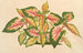 Alternanthera amabilis tricolor - Charles Antoine Lemaire — näkymä teoksesta