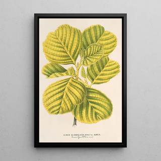 Charles Antoine Lemaire - Aluns glutinosa var aurea.webp