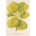 Maalauksen jäljennös Alnus glutinosa var aurea - Charles Antoine Lemaire