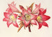 Amaryllis Belladonna - Charles Antoine Lemaire — näkymä teoksesta