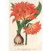 Amaryllis Hippeastrum Alberti - Charles Antoine Lemaire — näkymä teoksesta
