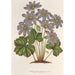 Anemone Hepatica angulosa - Charles Antoine Lemaire — näkymä teoksesta