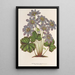 Anemone Hepatica angulosa - Charles Antoine Lemaire — kehystetty taideteos seinällä