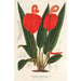 Anthurium Scherzerianum - Charles Antoine Lemaire — näkymä teoksesta