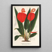 Anthurium Scherzerianum - Charles Antoine Lemaire — kehystetty taideteos seinällä