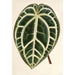 Maalauksen jäljennös Anthurium crystallinum - Charles Antoine Lemaire