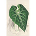 Anthurium leuconeurum - Charles Antoine Lemaire — näkymä teoksesta