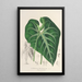 Anthurium leuconeurum - Charles Antoine Lemaire — kehystetty taideteos seinällä