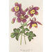Aquilegia spectabilis - Charles Antoine Lemaire — näkymä teoksesta