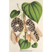 Aristolochia Duchartrei - Charles Antoine Lemaire — näkymä teoksesta
