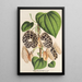 Aristolochia Duchartrei - Charles Antoine Lemaire — kehystetty taideteos seinällä