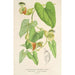 Maalauksen jäljennös Aristolochia barbata - Charles Antoine Lemaire