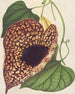 Aristolochia cordiflora - Charles Antoine Lemaire — näkymä teoksesta