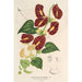 Maalauksen jäljennös Aristolochia floribunda - Charles Antoine Lemaire
