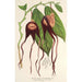 Maalauksen jäljennös Aristolochia tricaudata - Charles Antoine Lemaire