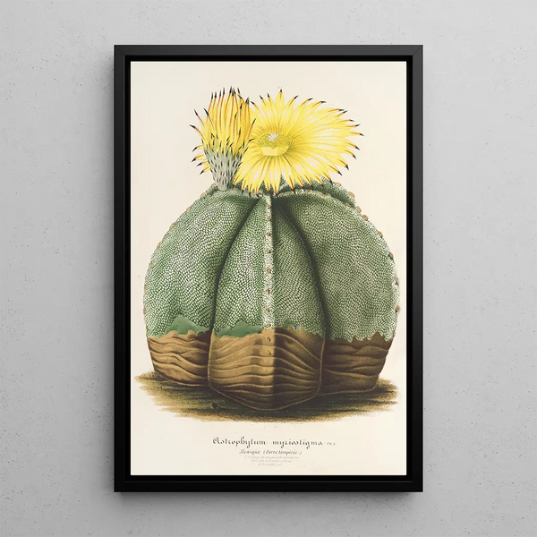 Charles Antoine Lemaire - Astrophytum myriostigma.webp