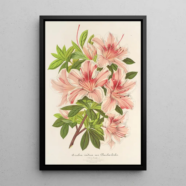 Charles Antoine Lemaire - Azalea indica hybrida Charles Enke.webp
