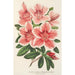 Maalauksen jäljennös Azalea indica hybrida Dieudonné Spae - Charles Antoine Lemaire