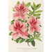 Maalauksen jäljennös Azalea indica hybrida Madame Verschaffelt - Charles Antoine Lemaire