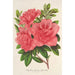 Azalea indica hybrida William Bull - Charles Antoine Lemaire — näkymä teoksesta