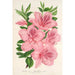 Azalea indica hybrida gigantiflora - Charles Antoine Lemaire — näkymä teoksesta