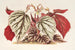 Begonia eximia - Charles Antoine Lemaire — näkymä teoksesta