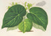 Begonia imperialis -lajike smaragdina - Charles Antoine Lemaire — näkymä teoksesta